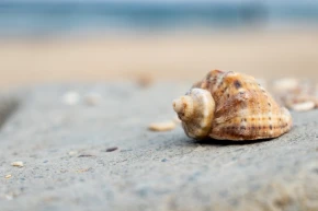 Close-up of a brown seashell on a weathered surface with a blurred sandy beach and blue ocean in the background, evoking a serene coastal vibe.