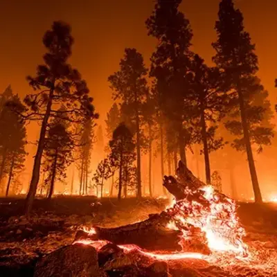 A fire blazes in a dark forest, illuminating the surrounding trees against the night sky.