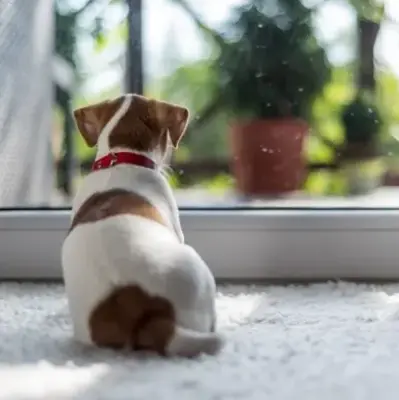 A small dog with a red collar lies on a fuzzy white rug, gazing out a window. Sunlight and a blurred garden create a peaceful, contemplative mood.