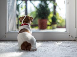 dog looking out window